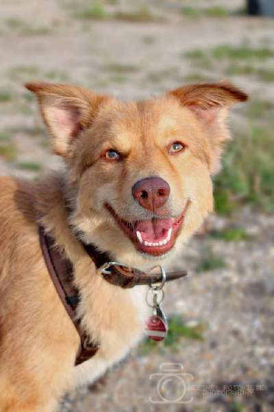 Hundetreffen-Spielgefährten gesucht 🐕🖤-Bild