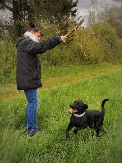 Hundetreffen-Junghundetreffen-Bild