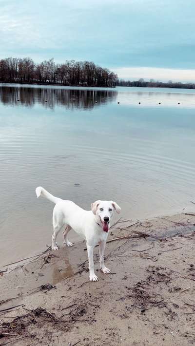 Hundetreffen-Spiel- Gassifreund/in gesucht 🫶-Bild