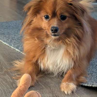 Hundetreffen-Nala sucht neue Spielgefährtin/en 🐕❤️-Bild