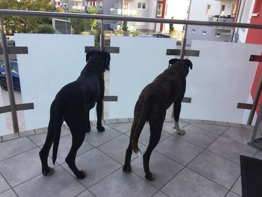 Die Dogorama Wochen Challenge "Friends will be Friends"-Beitrag-Bild