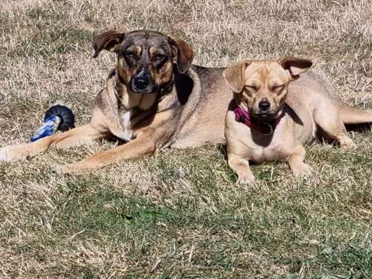 Auslandstierschutz-Beitrag-Bild