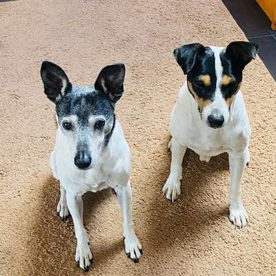 Ratonero Bodeguero Andaluz-Beitrag-Bild