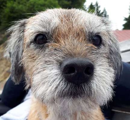 Hallo an alle Border Terrier!-Beitrag-Bild