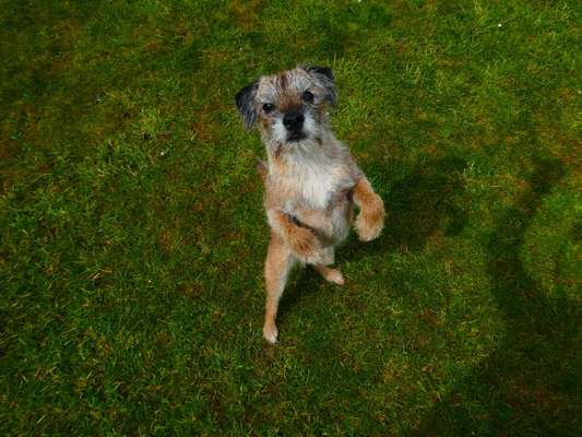Border Terrier-Beitrag-Bild