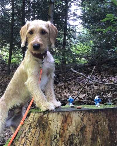 Zeigt her eure Pudel und Pudelmischlinge (:-Beitrag-Bild