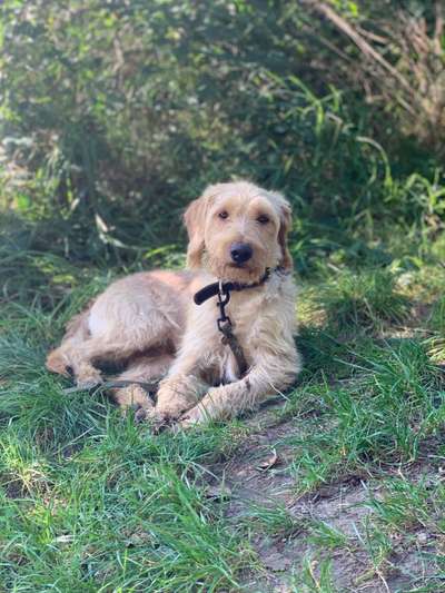 Wo sind die Jack und Parson Russell Terrier?-Beitrag-Bild