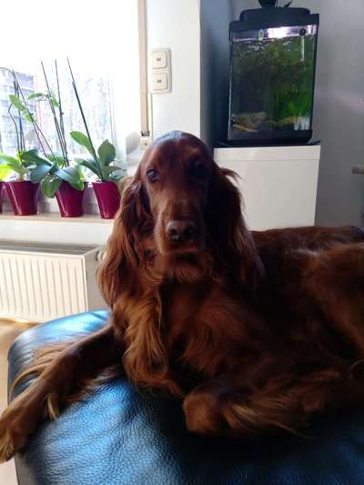 Irisch setter-Beitrag-Bild