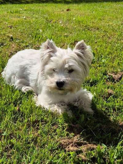 Hundetreffen-Gassi Buddy gesucht 🐾-Bild