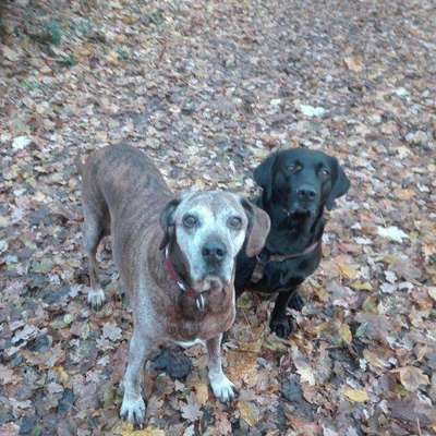 Hundetreffen-Merten Heide-Bild