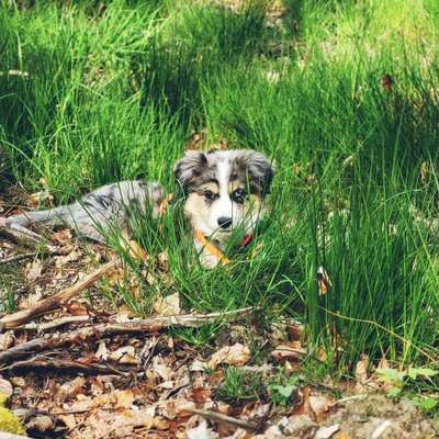 Hundetreffen-Welpentreffen um SMÜ-Bild