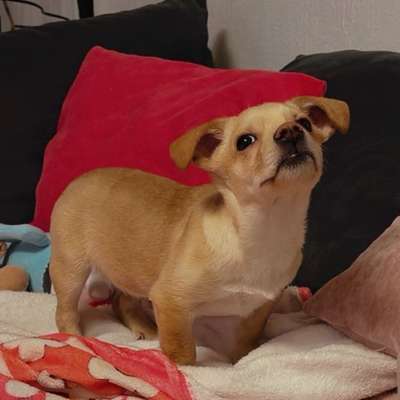 Hundetreffen-Gassi-Buddy gesucht🩵-Bild