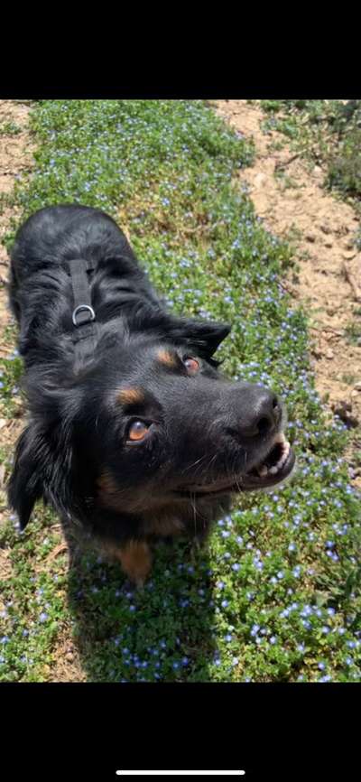 Die Dogorama Monats Challenge "Es grünt und blüht"-Beitrag-Bild