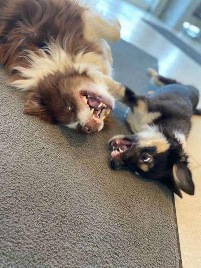 Challenge 23 : "  Euer Hund beim Frühlingserwachen "-Beitrag-Bild