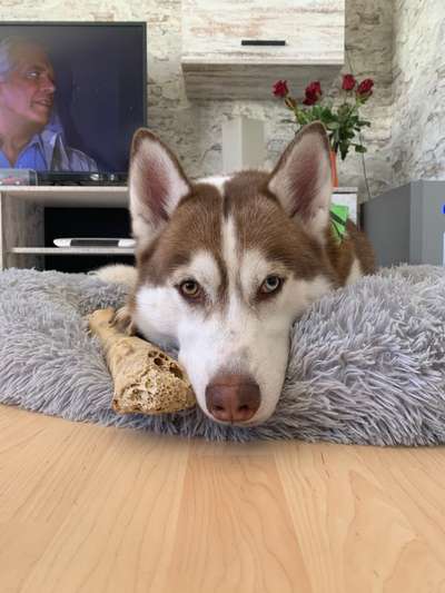 Die Dogorama Monats Challenge "Es grünt und blüht"-Beitrag-Bild