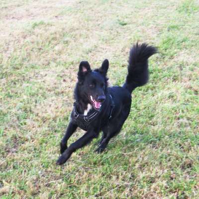 Hundetreffen-Gemeinsame Spaziergänge-Profilbild