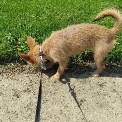 Hundetreffen-Spielpartner in Bannewitz-Bild