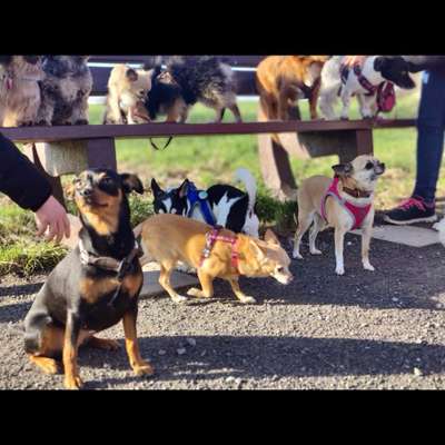 Hundetreffen-Kleinhunde Gassi-Bild