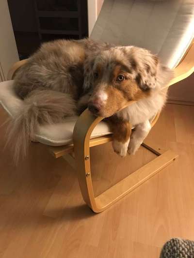 Aussies-Beitrag-Bild