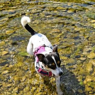 Hundetreffen-Gemeinsame gassirunden-Bild