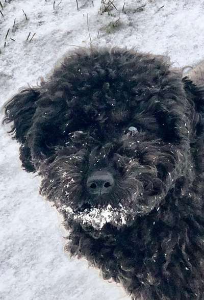 Dogorama Photo Challenge - Es wird nochmal kalt!-Beitrag-Bild