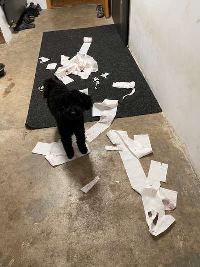 Zeig mir, dass du mit einem hund zusammenlebst....-Beitrag-Bild