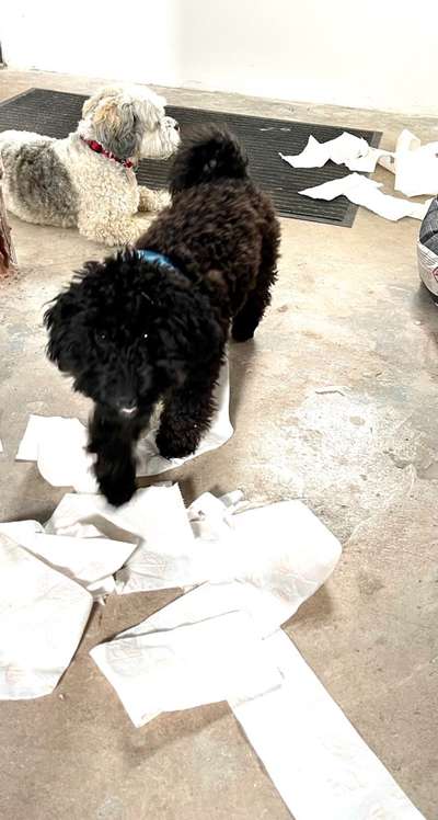 Zeig mir, dass du mit einem hund zusammenlebst....-Beitrag-Bild