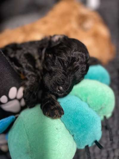 23. Collagen-Challenge: Portraits-Beitrag-Bild