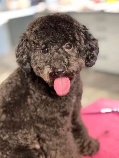 Fotochallenge Nr. 59 - Mein Hund zeigt die Zunge-Beitrag-Bild