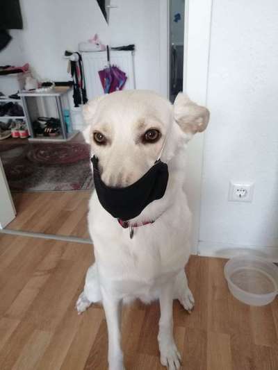 Hunde Memes-Beitrag-Bild