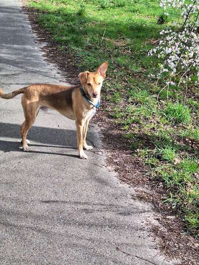 TierschutzhundeStammtisch🐕-Beitrag-Bild