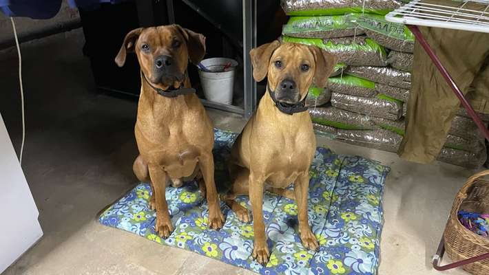 TierschutzhundeStammtisch🐕-Beitrag-Bild