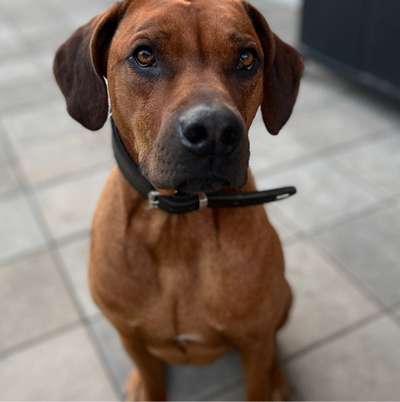 Hundetreffen-Spaziergang zum trainieren-Bild