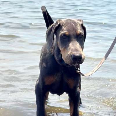 Hundetreffen-Dobermann Welpe sucht Freunde zum spielen
