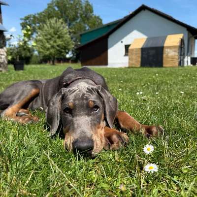 Hundetreffen-Dobermann Welpe sucht Freunde zum spielen-Profilbild