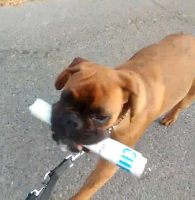 Dogorama Photo Challenge - Tricks, Tricks & Tricks!-Beitrag-Bild