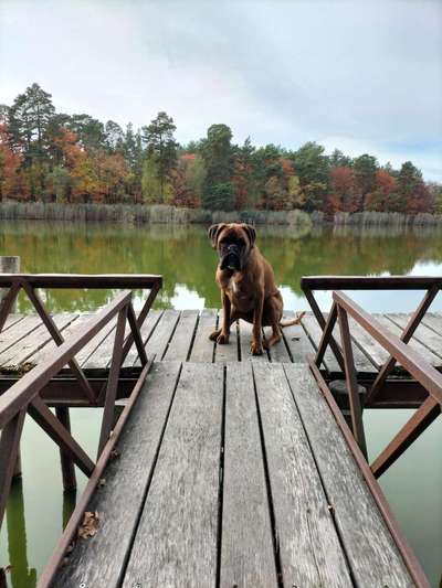 Dogorama Photo Challenge - Gassipause-Beitrag-Bild