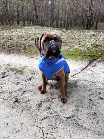 Dogorama Photo Challenge - Tre Chic!-Beitrag-Bild