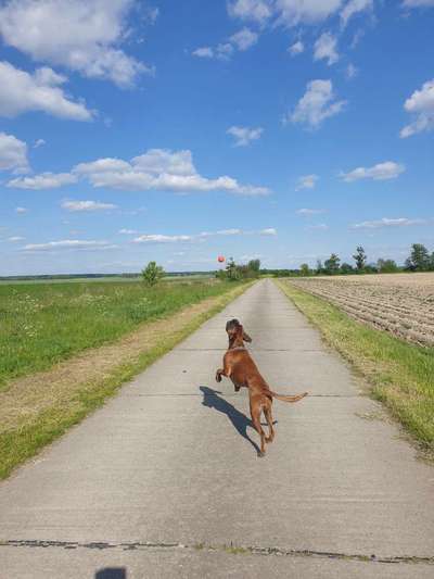 Deutsche Boxer-Beitrag-Bild