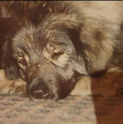 Fotochallenge Nr. 56 - geliebte Senioren-Beitrag-Bild