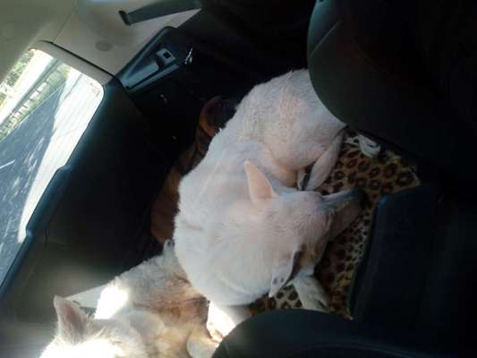 FOTOCHALLENGE 70 - Dein Hund im Auto-Beitrag-Bild