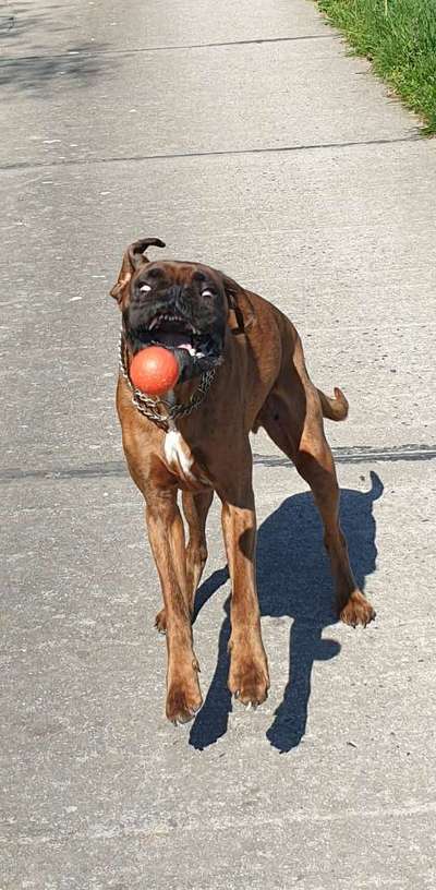 43. Fotochallenge-Zeigt mir eure Ball oder Frisbee verrueckten Hunde-Beitrag-Bild