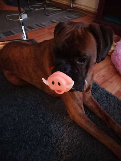 Dogorama Photo Challenge - Hundeblick zum hinschmelzen-Beitrag-Bild