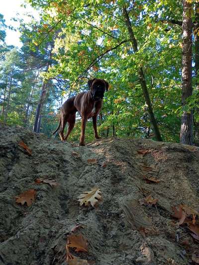 Die Dogorama Kalender Challenge Titelbild-Beitrag-Bild