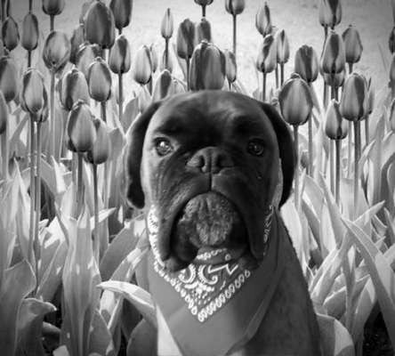 Fotochallange 63: "Dein blühendes Hündchen"-Beitrag-Bild