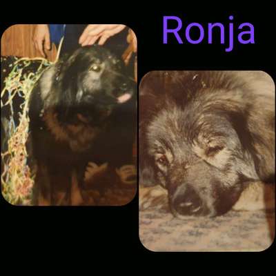 Fotochallenge Nr. 104 : Hommage an deinen ersten Hund-Beitrag-Bild