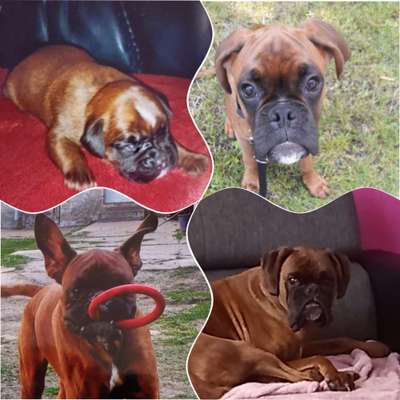 Welpenfotos-Beitrag-Bild