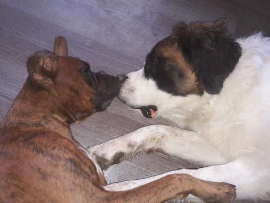 Die Dogorama Wochen Challenge "Friends will be Friends"-Beitrag-Bild