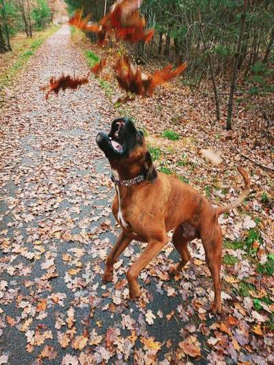 Herbst🍁-Beitrag-Bild