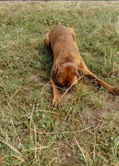 FOTOCHALLENGE 72 - Glücklicher Hund im Schmuddel-Look-Beitrag-Bild